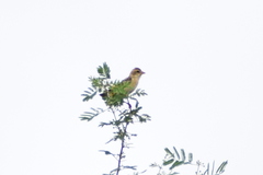 Ploceus philippinus