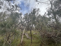 Allocasuarina littoralis