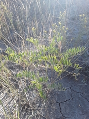 Astragalus bisulcatus