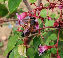 Callomegachile