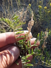 Astragalus bisulcatus