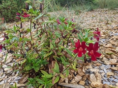 Diplacus aurantiacus