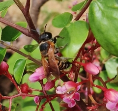 Callomegachile