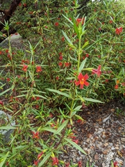 Diplacus aurantiacus