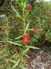 Diplacus aurantiacus