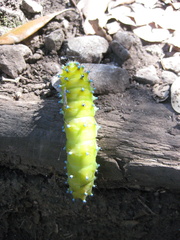 Saturnia pyri