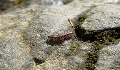 Pseudopolydesmus