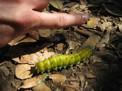 Saturnia pyri