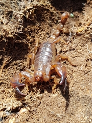 Urodacus manicatus