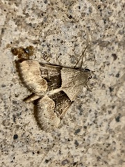 Hemeroplanis incusalis