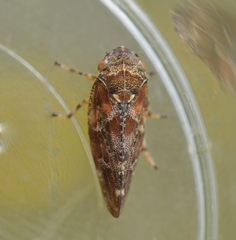 Aphrophora corticea