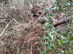 Platylobium obtusangulum