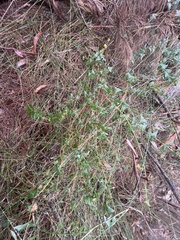 Platylobium obtusangulum