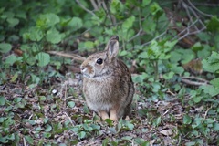 Oryctolagus cuniculus