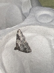 Xanthorhoe fluctuata