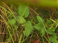 Zizia aurea