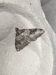 Xanthorhoe fluctuata