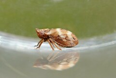 Ulopa reticulata