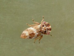 Ulopa reticulata