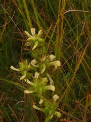 Pedicularis lanceolata