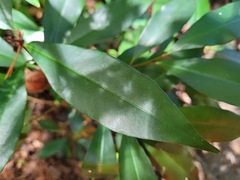 Ardisia quinquegona