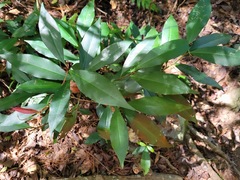 Ardisia quinquegona