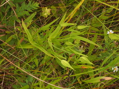 Gentianopsis virgata