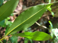 Ardisia quinquegona