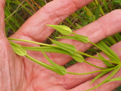 Gentianopsis virgata