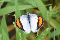 Colotis etrida