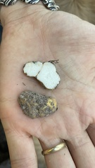 Leucogaster citrinus