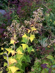 Parasenecio hastatus