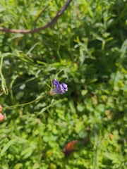 Wahlenbergia gracilis