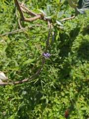 Wahlenbergia gracilis