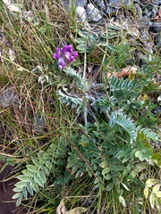 Oxytropis strobilacea