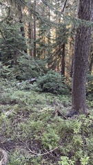 Leucogaster citrinus