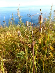 Lilium pumilum