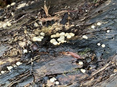 Panellus luxfilamentus