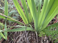 Watsonia meriana