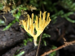 Ramariopsis crocea