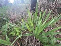 Watsonia meriana