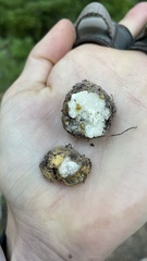 Leucogaster citrinus