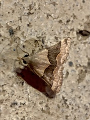 Hemeroplanis incusalis