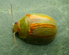 Paropsisterna