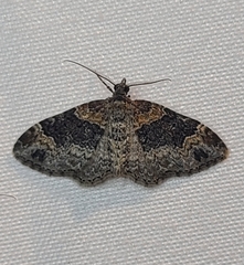 Xanthorhoe ferrugata