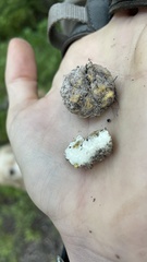 Leucogaster citrinus