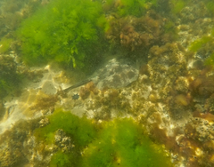 Trygonoptera imitata