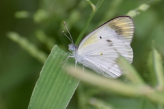 Colotis etrida
