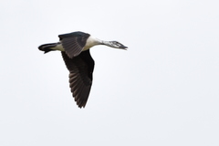 Sarkidiornis melanotos