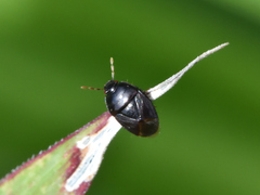 Pangaeus